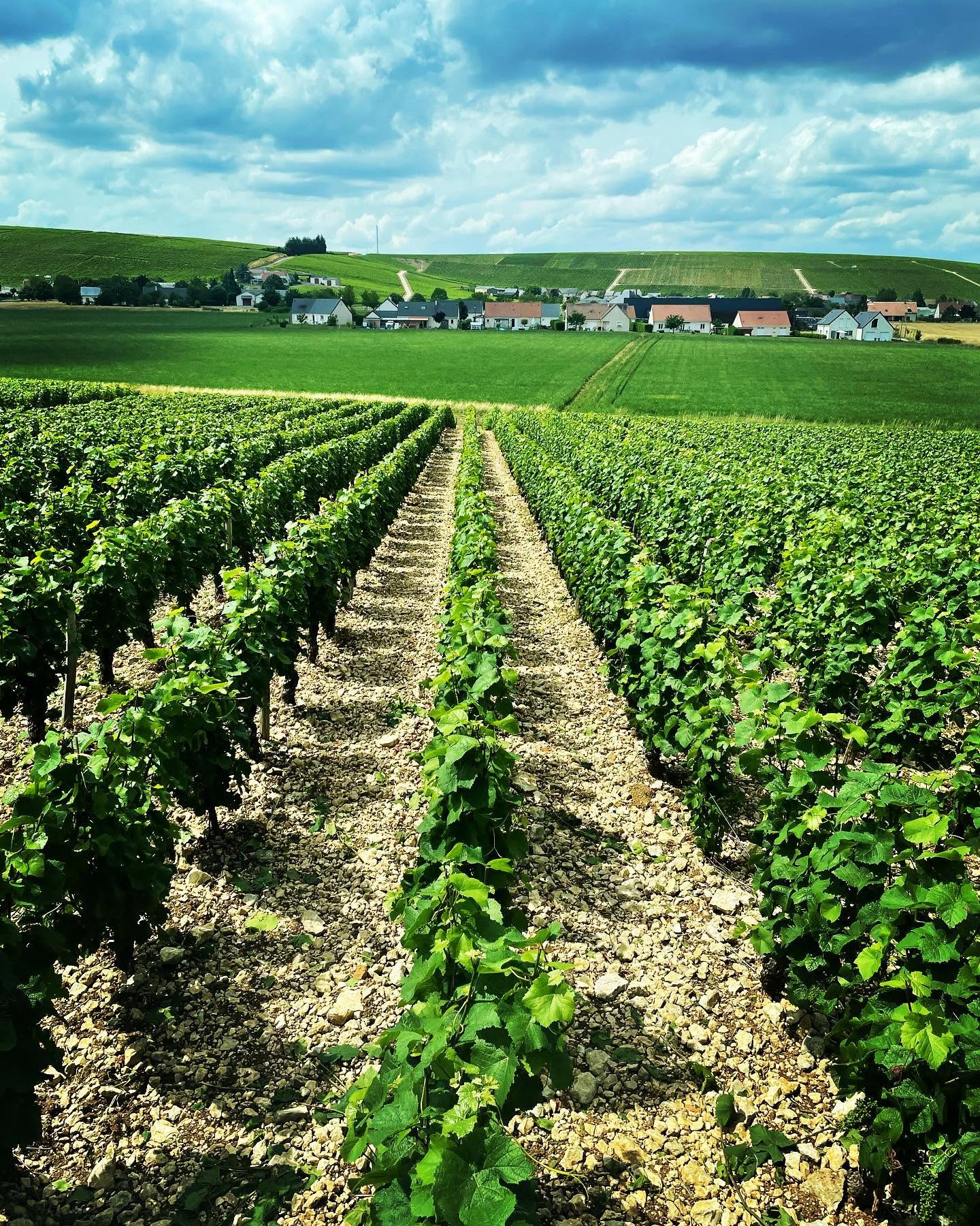 Vinrankor i Sancerres ljusa, steniga jordar